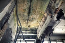 Best Mold Prevention Services  in Brooksi, DE